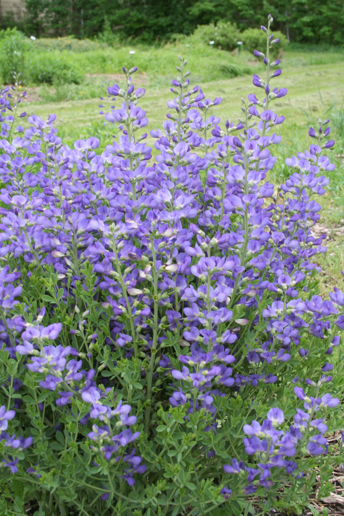 Popular wildflowers